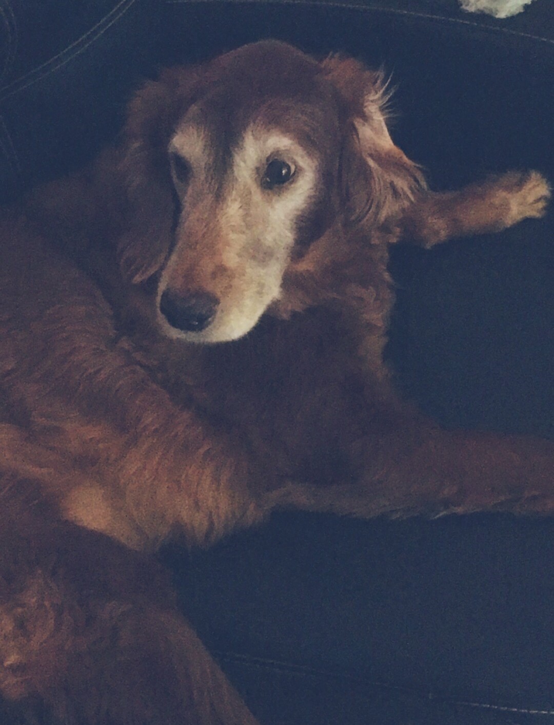 Grace — the inspiration for Copper Hound Plumbing and Heating